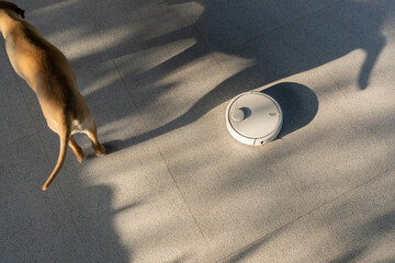 Robotic vacuum cleaning next to yellow Golden Retriever dog passing by. Smart cleaning technology
