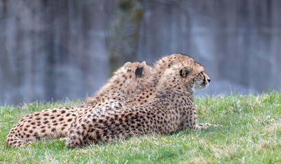 cheetah sitting on the grass © Susan