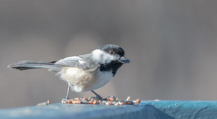 bird on a ledge