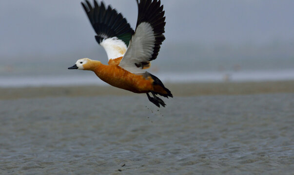 redy shelduck nird in a lake for rest