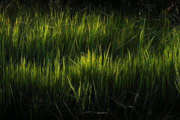 Sun light and fresh green grass in the forest on dark background.