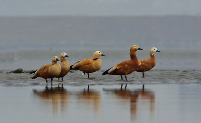 redy shelduck nird in a lake for rest