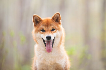 Naklejka na ściany i meble Cute and happy shiba inu dog sitting in the forest at sunset. Red shiba inu female in spring