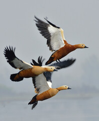 ruddy shelduck bird in a lake