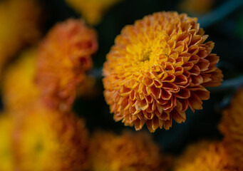 close up of yellow flower