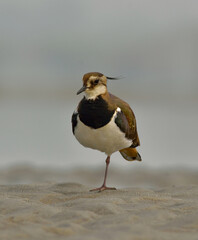 nothern lapwing bird in a lake