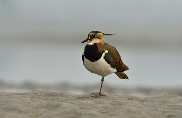 nothern lapwing bird in a lake
