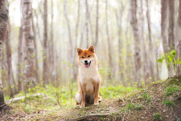 Beautiful and happy shiba inu dog sitting on the grass in the forest at sunset. Cute Red shiba inu...