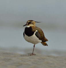 nothern lapwing bird in a lake