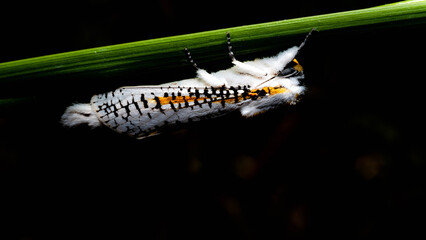 White moths cut orange on the grass.