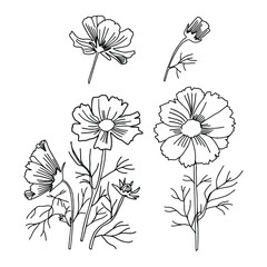 Set of cosmos flowers isolated on white. Hand drawn vector illustration for card, postcard, textile, fabric, print, wallpaper