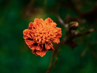 Orange marigold