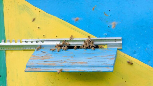 Honey bees swarm and crawl at the entrance to the hive outdoors on a sunny day, bee colony. The concept of beekeeping. 