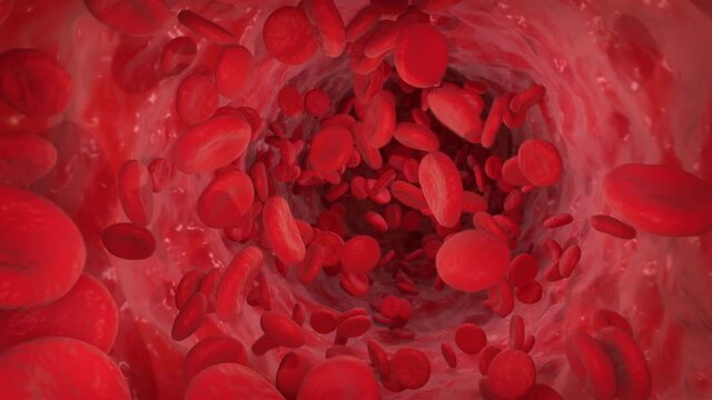 Red blood cells moving in the Blood Stream. Erythrocytes flow animation.  Blood Stream inside Artery.