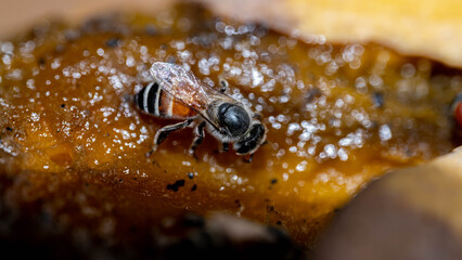 A young bee is looking for nectar from ripe fruit.