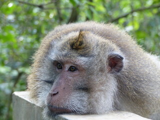 singe à Bali