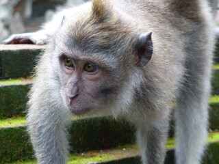 singe à bali