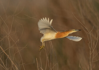 Squacco Heron takeoff at Asker marsh, Bahrain