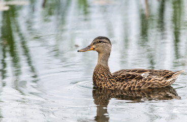 duck on the lake