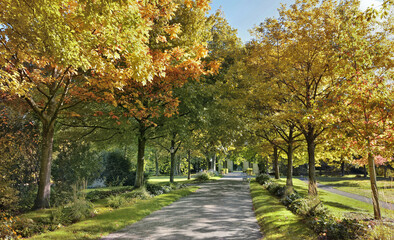 Fototapeta premium alley in a beautiful park borded by colorful foliage of trees in autumn a sunny day
