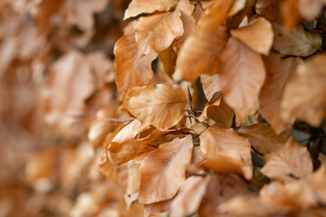 autumn leaves on the ground