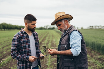 workers inspecting corn plant on corn field