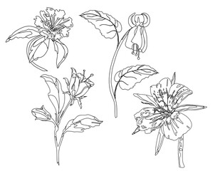 line art, flowers, forest plants, coloring book, realism