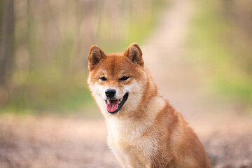 Naklejka na ściany i meble Beautiful and happy shiba inu dog sitting on the path in the forest at sunset. Red shiba inu female in spring