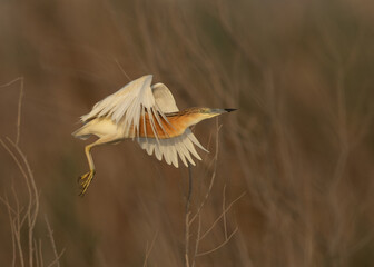 Squacco Heron takeoff at Asker marsh, Bahrain