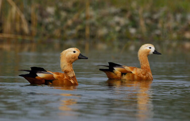 ruddy shelduck bird in a lake