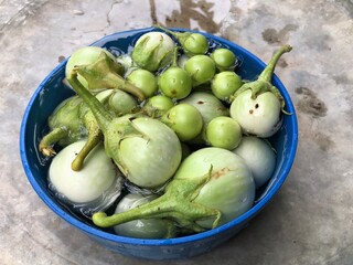 Many organic Thai eggplants in water dipper with water from house garden before eat.
