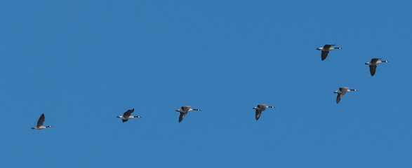 birds in flight