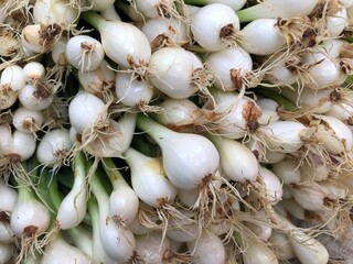 Many white shallot or onion with roots for sale at local morning market in Thailand. Freshness organic Scallions in farm.