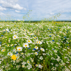 Wildflowers close-up. Panoramic view of the blooming chamomile field. Floral pattern. Setomaa, Estonia. Environmental conservation, gardening, alternative medicine, ecotourism © Alex Stemmer