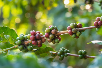 Close up of fresh arabica coffee beans on tree in agriculture plantation