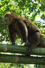 binturong or weasel in a tree against a natural background