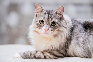Portrait of a fluffy cute gray cat lying on the sofa