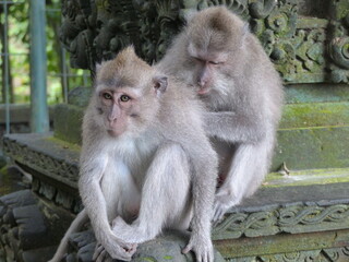 singe à bali