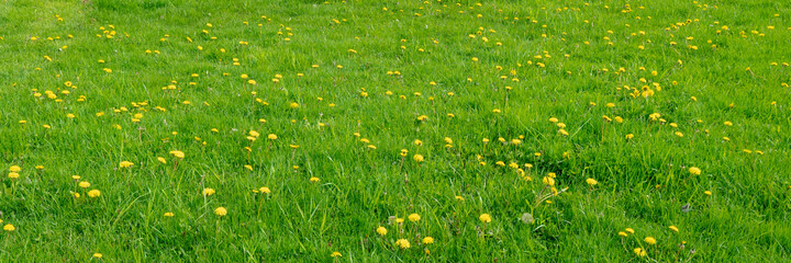 Yellow dandelions. Spring flowers. Beautiful bright yellow dandelions bloomed in the meadow. Amazing panorama of blooming fields in sunny May day.