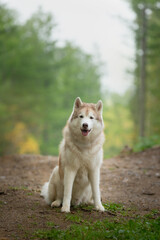 Portrait of free and beautiful dog breed siberian husky sitting in the forest in fall