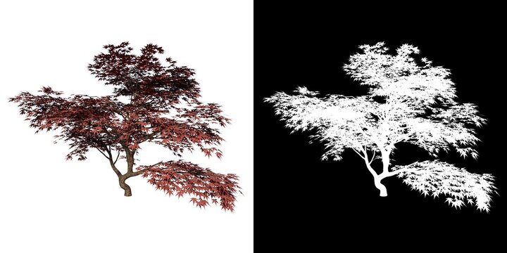 Front view of Plant (Mature Japanese Maple 1) Tree png with alpha channel to cutout made with 3D render