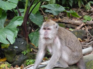 singe à bali