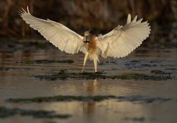 Squacco Heron with a catch at Asker marsh, Bahrain