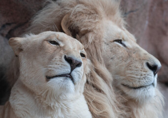lion and lioness