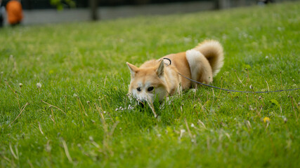 happy dog laying in grass in summer