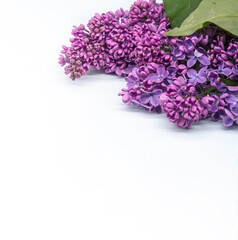 Lilac flowers on a white background. A blossoming branch of lilacs. A cluster of purple flowers.
