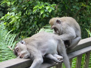 singe à bali
