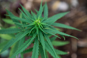 Green leaf cannabis plant