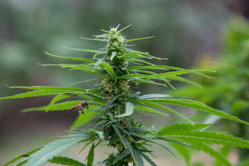 Green leaf cannabis plant
