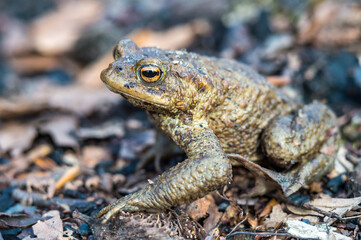 Forest Toad. A frog in the woods. Amphibian jumping through the woods. The toad moves to the lake.